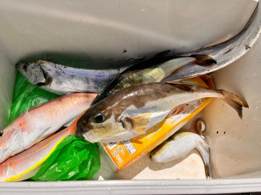 白甘鯛!他、五目釣り