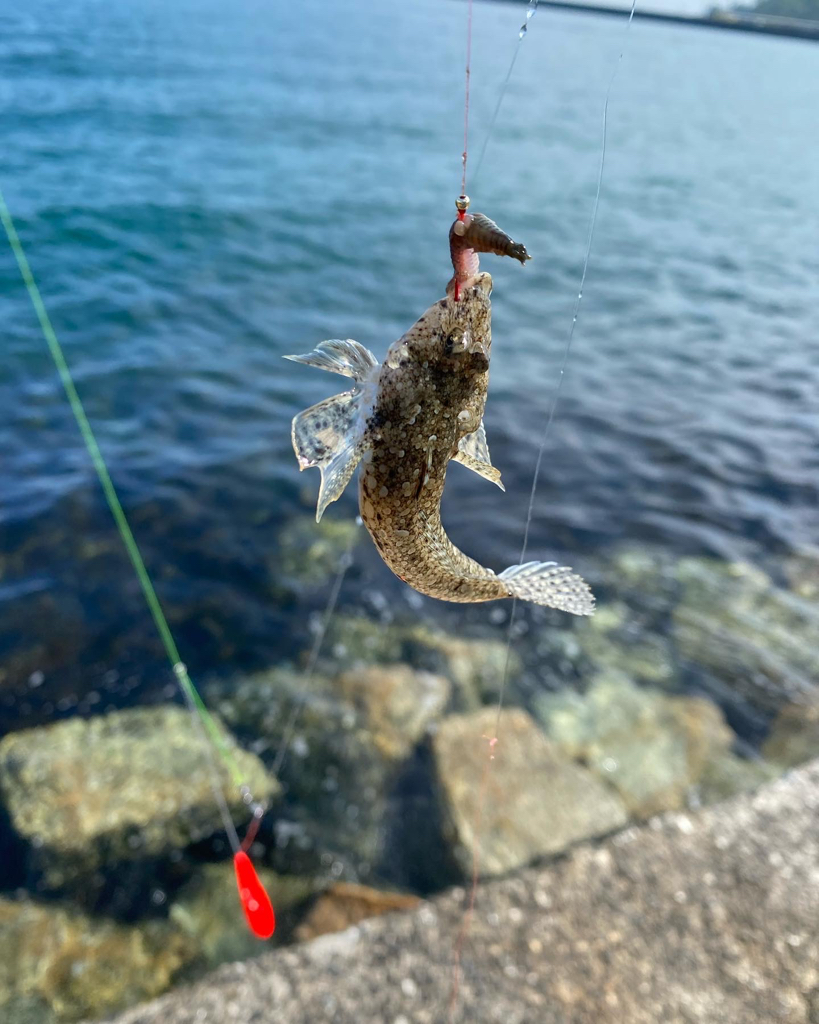 ゴールデンウィーク後半、2回目の釣行で、深日港へキス釣り