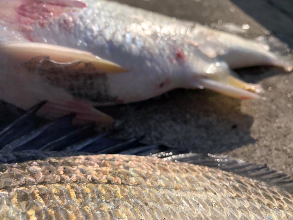 短時間エビ撒き釣り