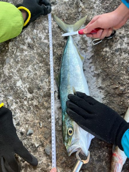 ハマチ49センチ