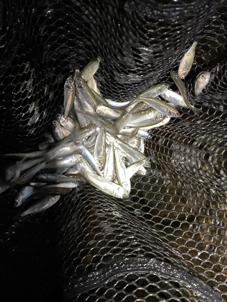 淀川でシーバスとキビレを沢山バラス日