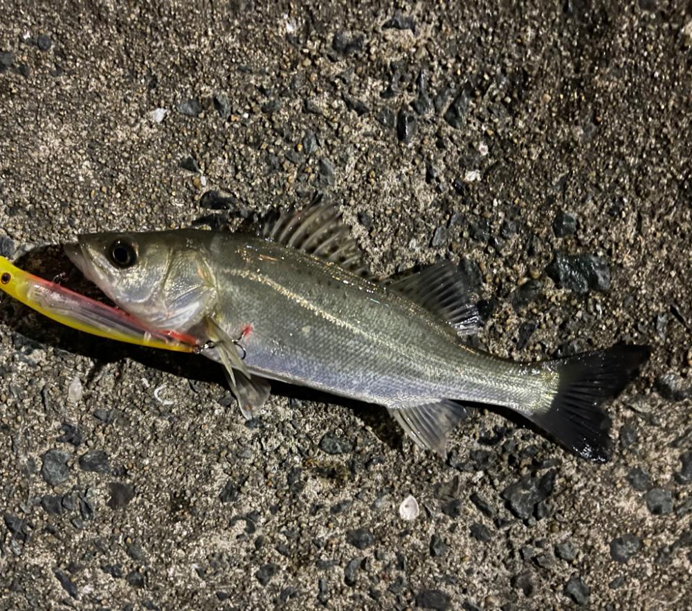 マイクベイトパターンからのバチ抜け