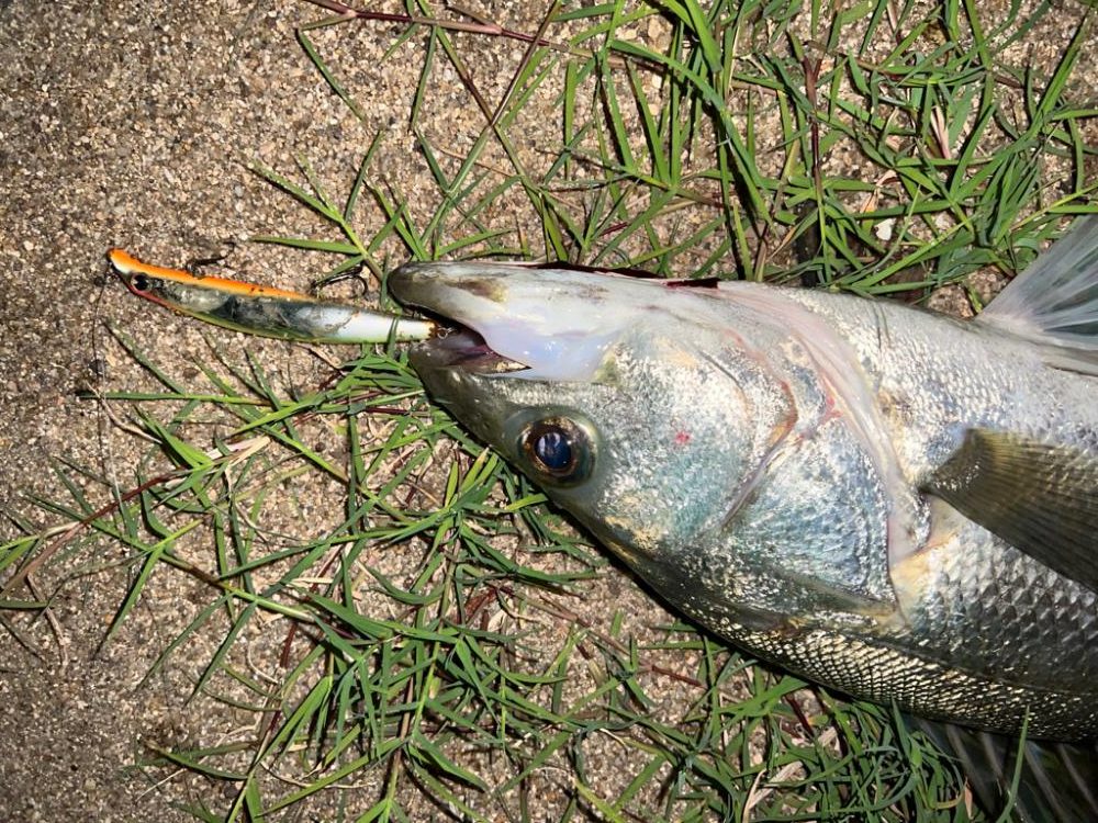 岸壁のシーバス