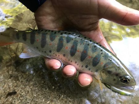 久しぶりの渓流釣行