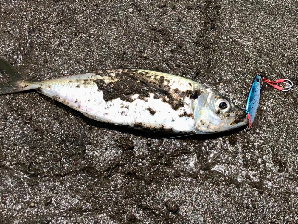 JPスローの当たり日