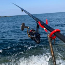 春イカですが⁉️