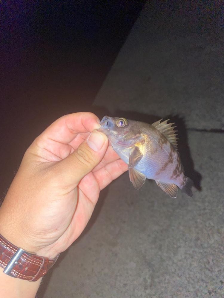 やっぱり釣りは楽しいなぁ