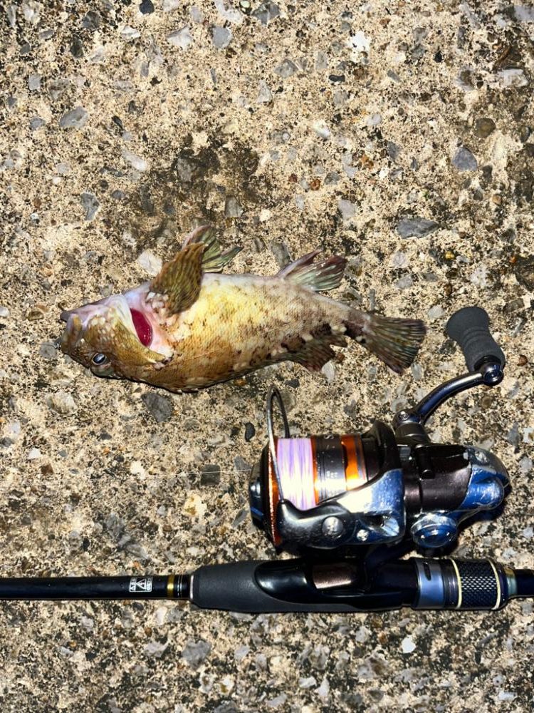 ぼちぼちの釣果