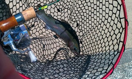 炎天下トラウト爆釣！