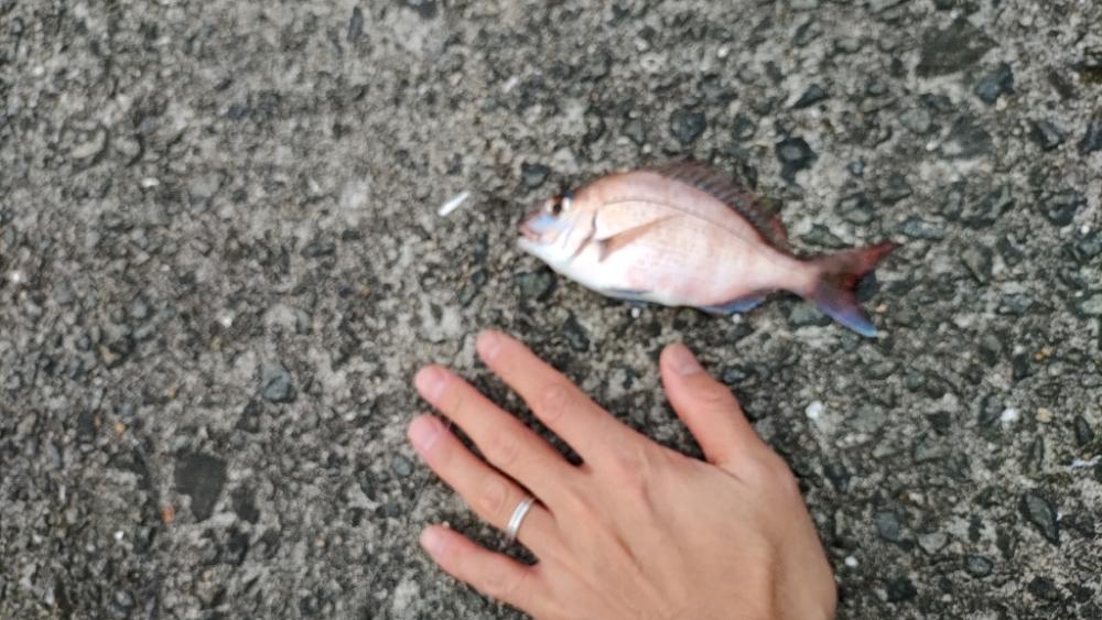 カゴ釣りはチャリコだけ