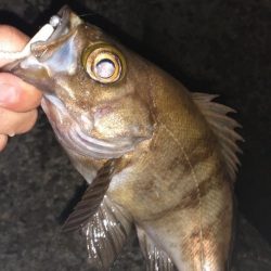 久々のメバリング