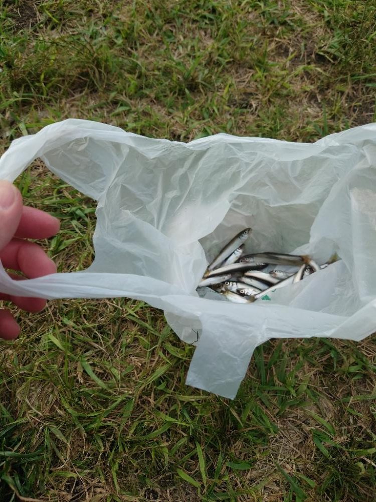 稚鮎ももう終わりか。