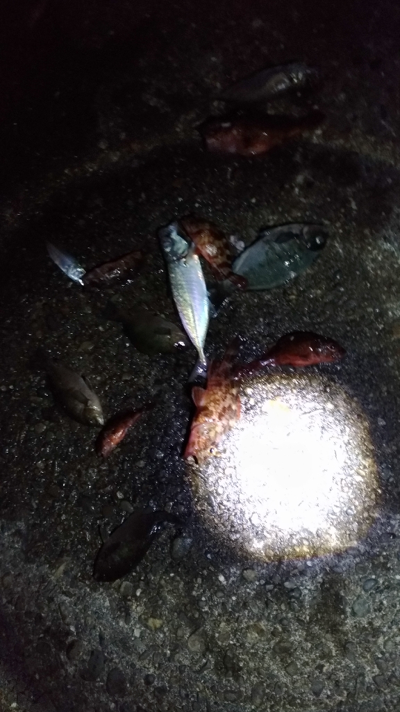 5/8釣果　アジ38センチとヒラスズキ！