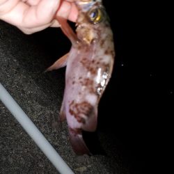 アジングのはずがメバリング・ガシリング