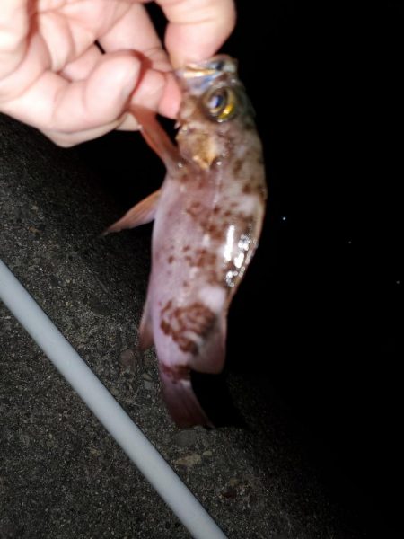 アジングのはずがメバリング・ガシリング