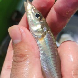 マゴチ＆シロギスリレー釣行