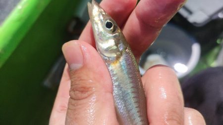 マゴチ＆シロギスリレー釣行