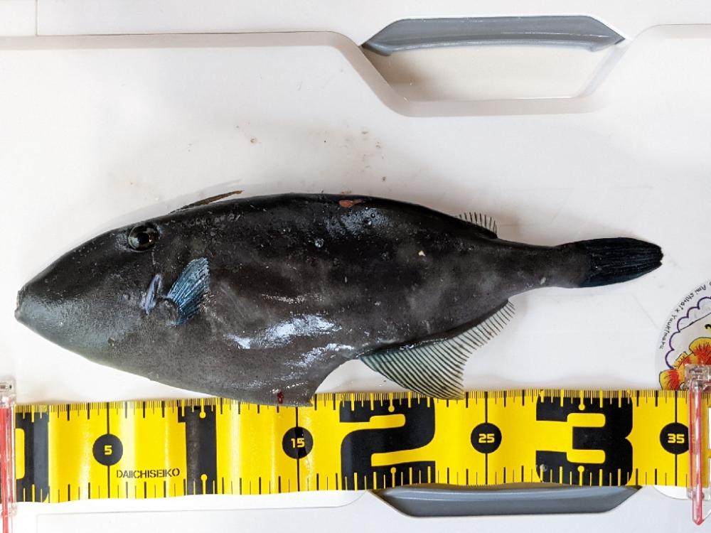 シマアジ〜マダイ リレー