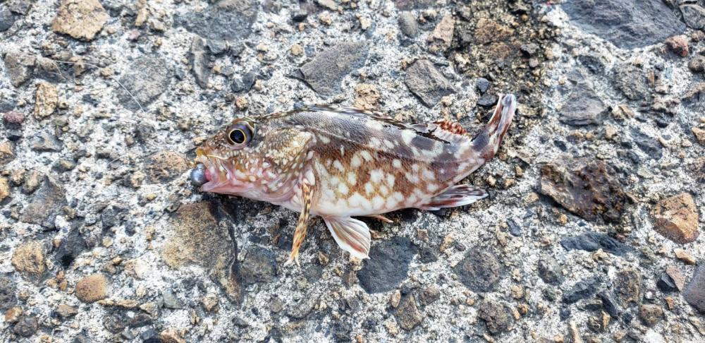 アジを探しに日本海遠征