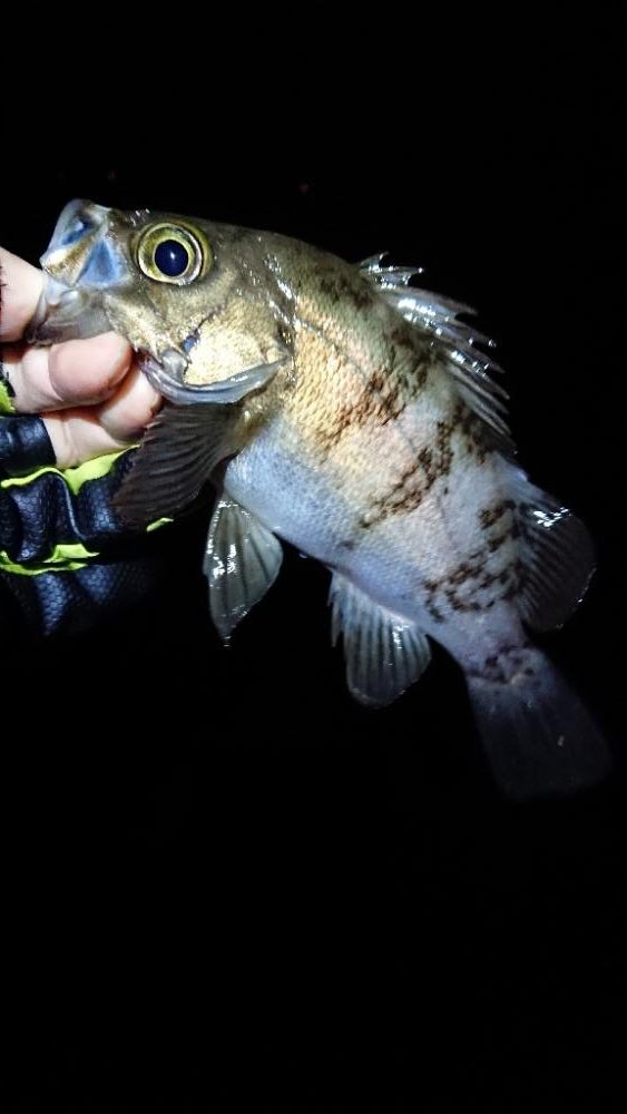 フロートゲーム