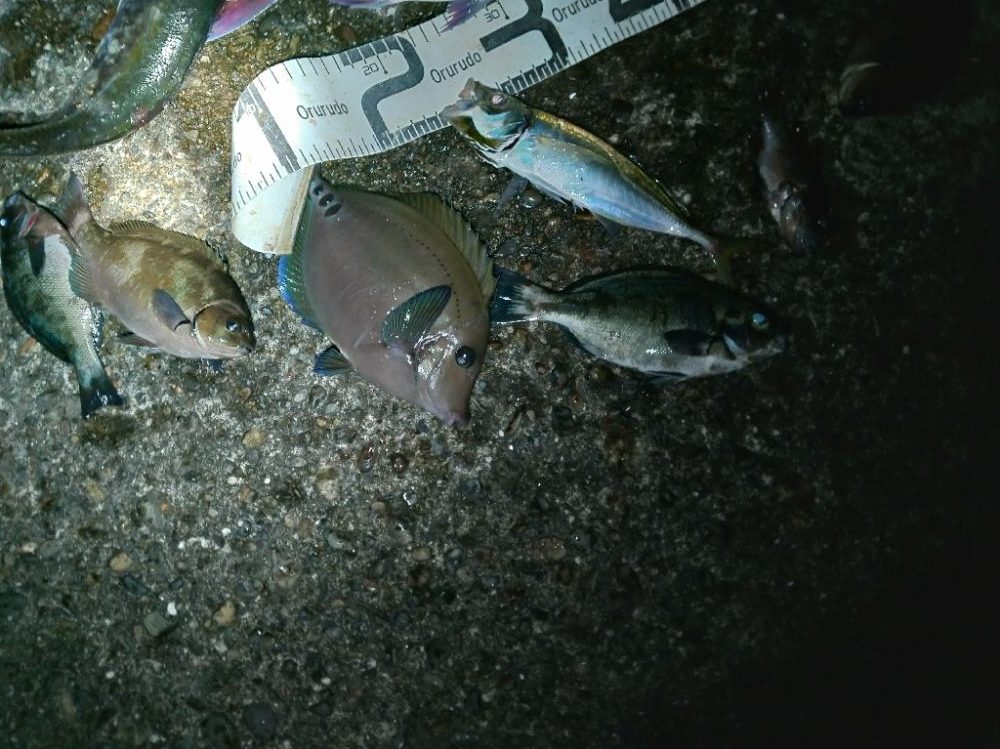 5/21釣果 中紀 マダイ