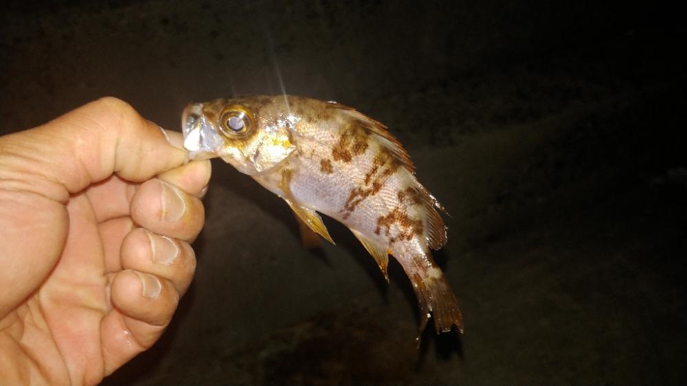 フェリーの待ち時間でサクッと