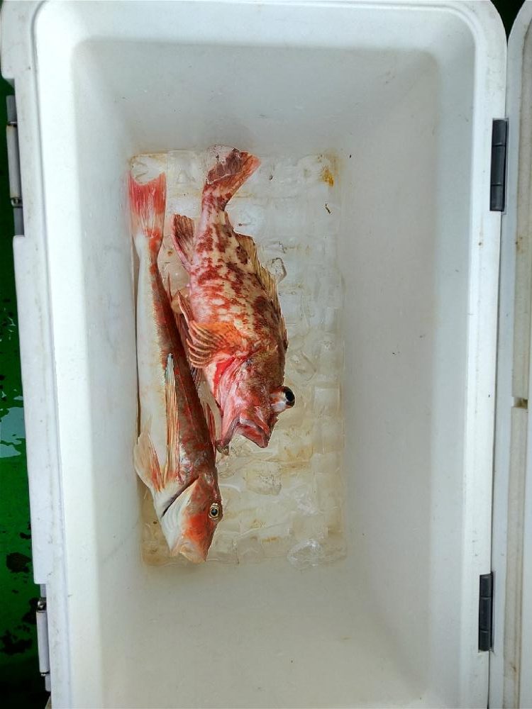 タイラバ 和歌山 加太 三邦丸