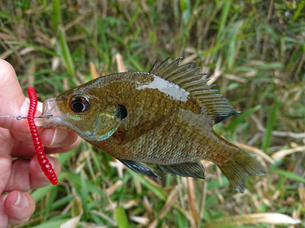 ブルーギル９匹