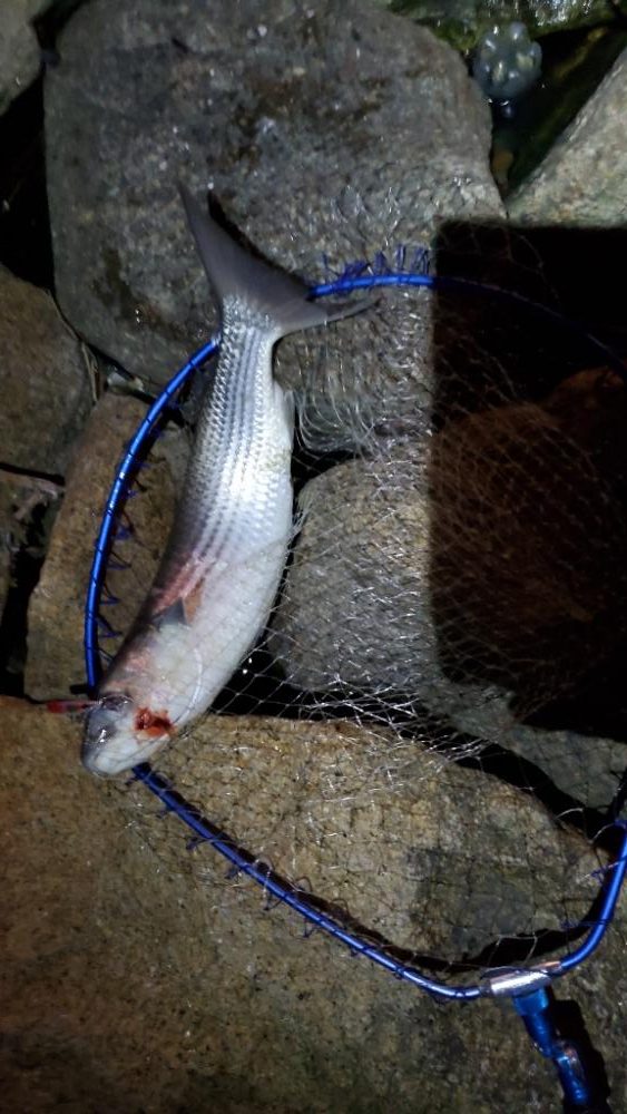 バチパターン　で　ゲドー