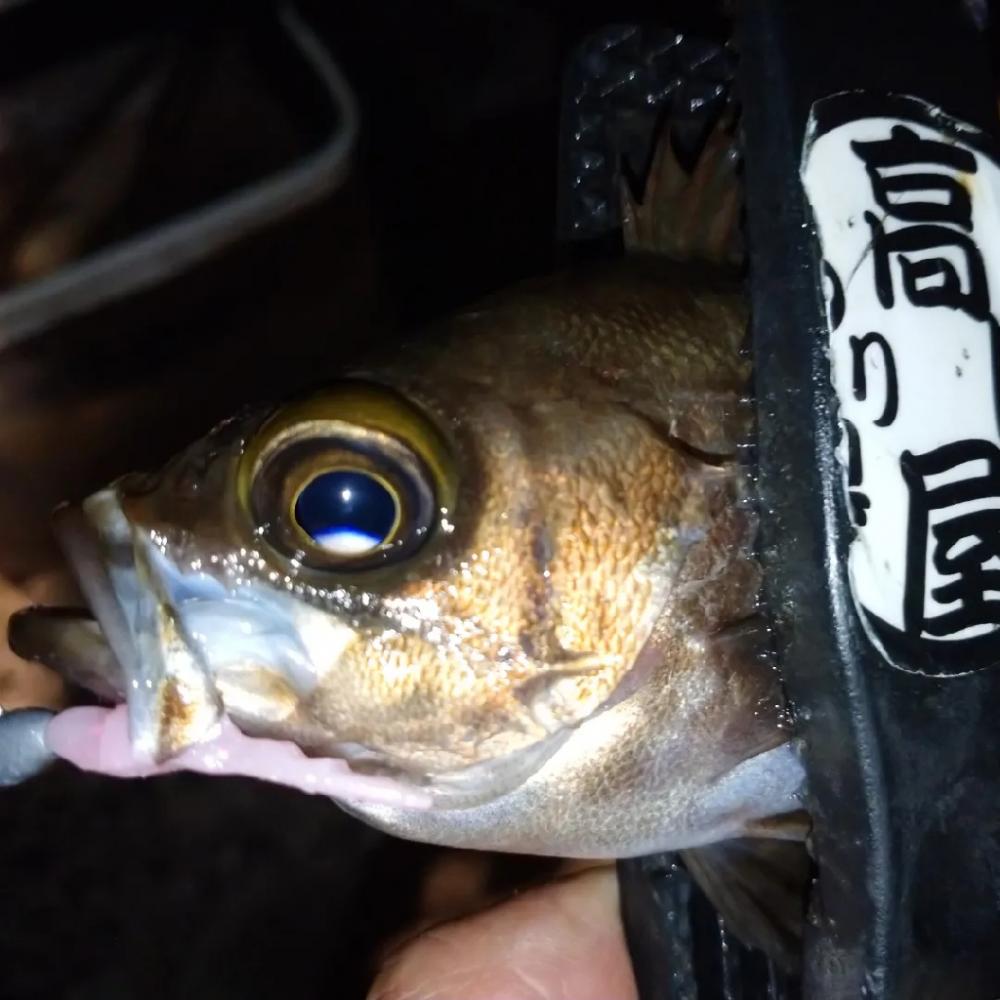 フロートメバリング