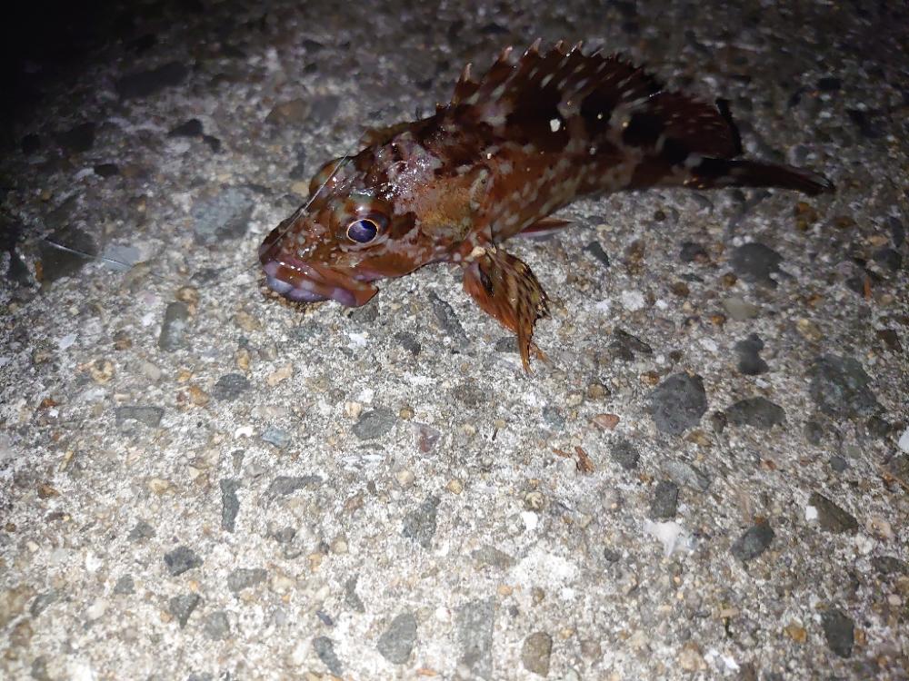 癒しのライトゲーム