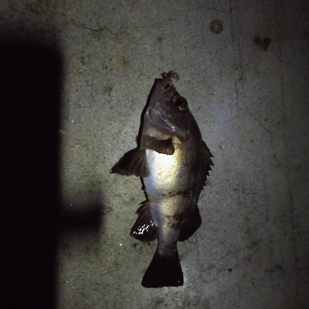 岩屋一文字で通し釣り