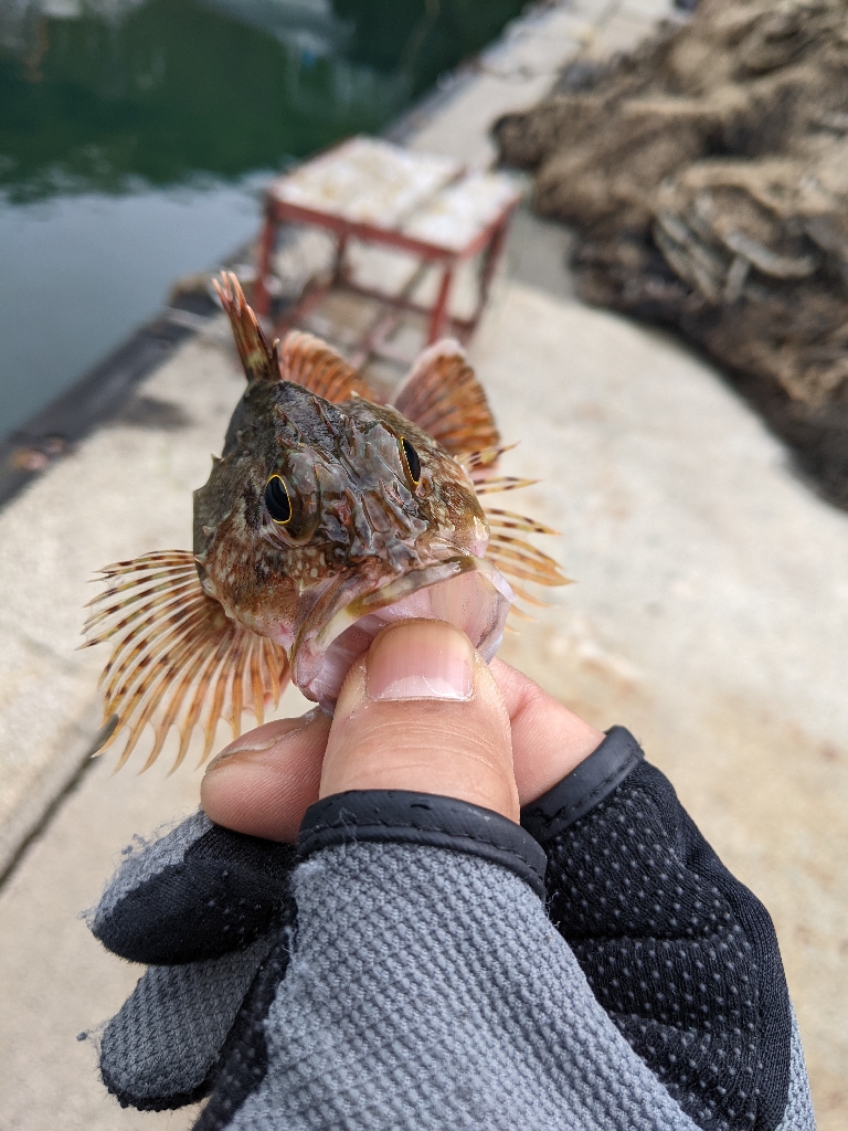 アジングに行きましたが…