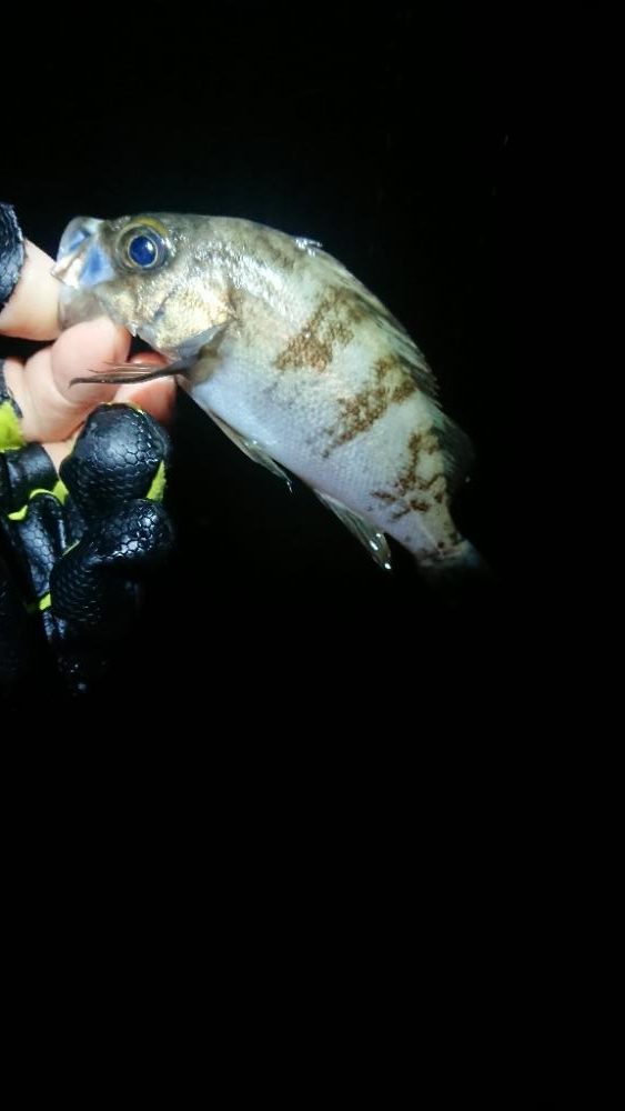 フロートゲーム