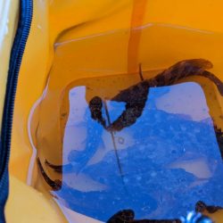 日本海五目釣り