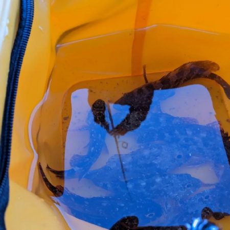 日本海五目釣り