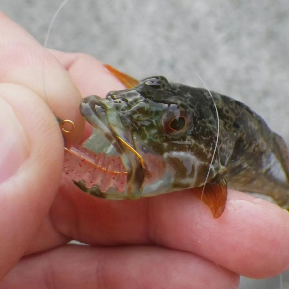 ハッピーアイランドIN淡路島