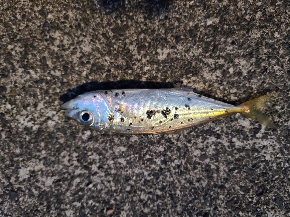 久しぶりの好釣果!