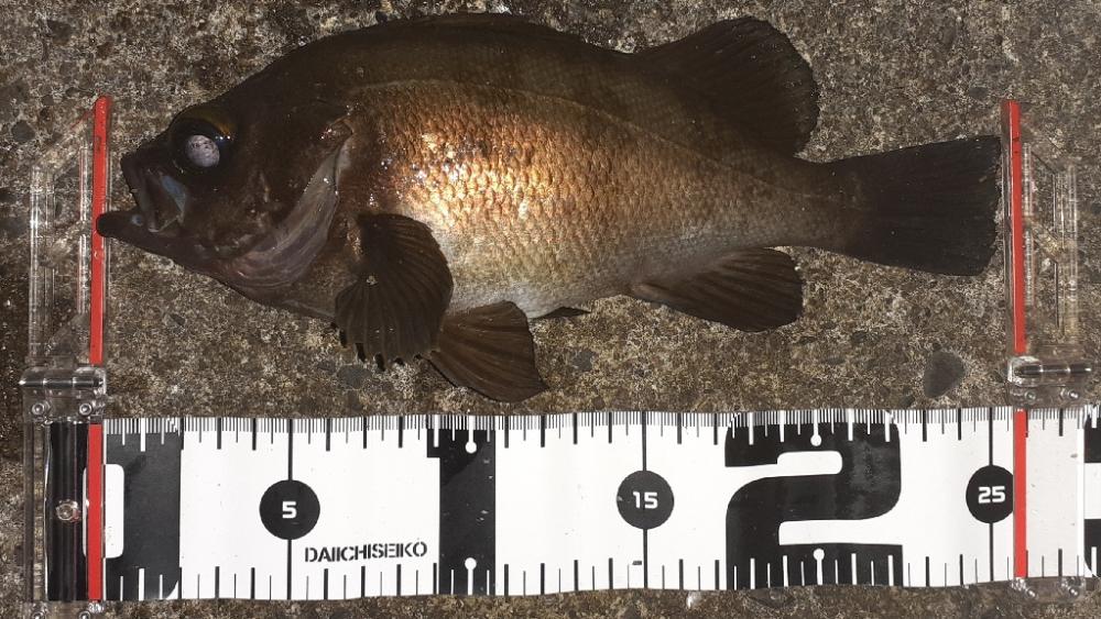 久しぶりのメバリング！