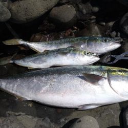 越前海岸の青物