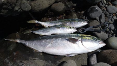 越前海岸の青物