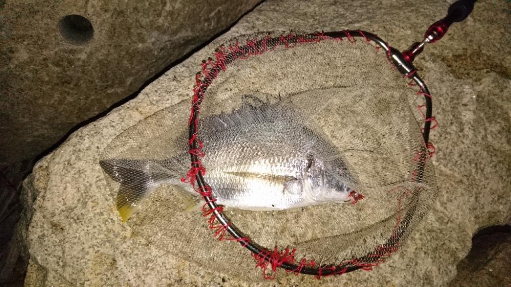 安定のチニング