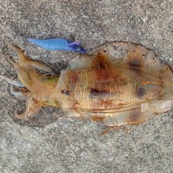 アオリイカ！自己記録更新！