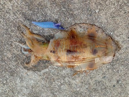 アオリイカ！自己記録更新！