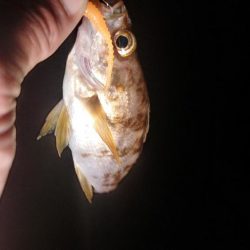 春の小豆島はメバル祭り