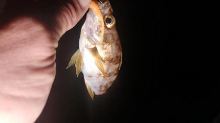 春の小豆島はメバル祭り