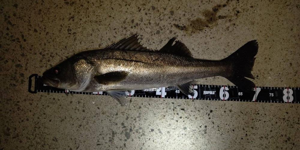 メバリング 大爆釣