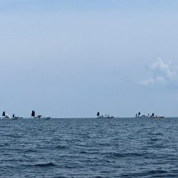 安定のカサゴです