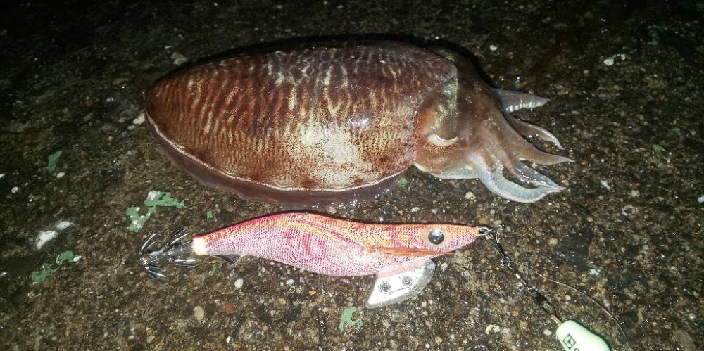 久しぶりの投稿