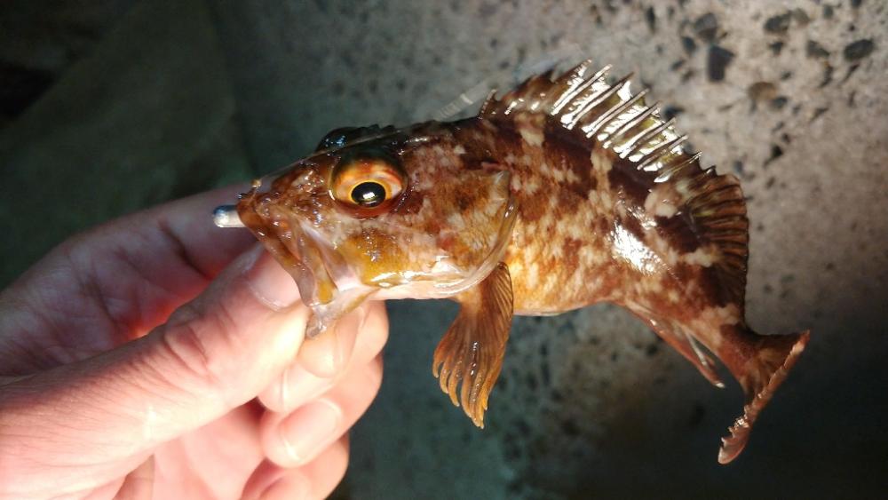 1年ぶりの小豆島メバリング
